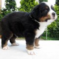 MAXIMUS